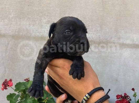 Cane Corso Satılık Köpek Yavruları görsel