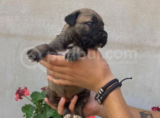 Cane Corso Satılık Köpek Yavruları görsel