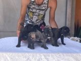Cane Corso Satılık Köpek Yavruları