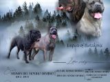 Cane Corso Satılık Köpek Yavruları