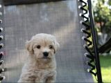 Dizayn Irk Sevimli Maltipoo Yavrular