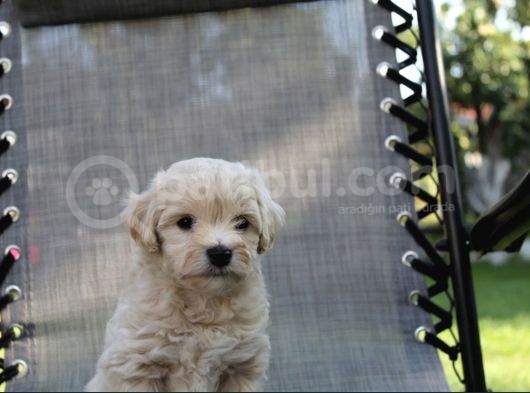 Dizayn Irk Sevimli Maltipoo Yavrular görsel