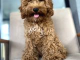 4 Aylik Di̇şi̇ Poodle Yavrumuz