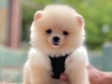 Safkan Pomeranian Boo Yavrularımız