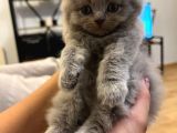 British Shorthair / Longhair Ödüllü Lilac Yavrumuz