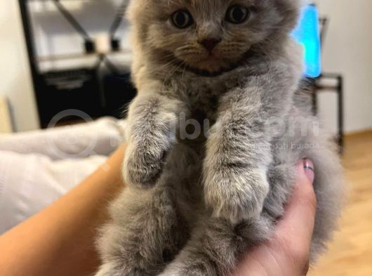 British Shorthair / Longhair Ödüllü Lilac Yavrumuz görsel