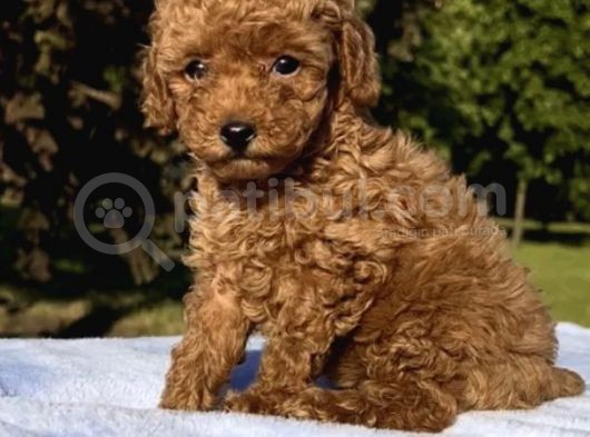 Red Brown Oyuncak Toy Poodle Yavrular