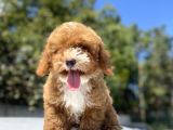 Red Orji̇nal Malti̇poo Bebeği̇mi̇z A Kali̇te