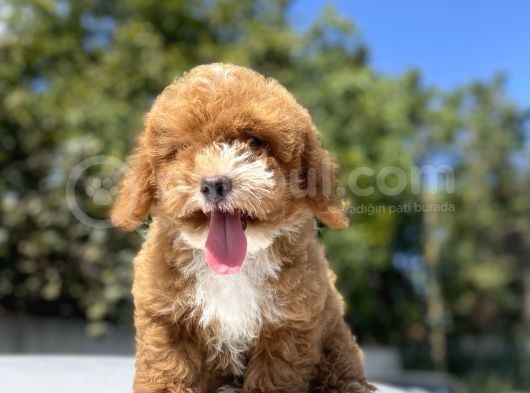 Red Orji̇nal Malti̇poo Bebeği̇mi̇z A Kali̇te görsel