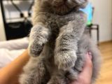 British Shorthair / Longhair Ödüllü Lilac Yavrumuz