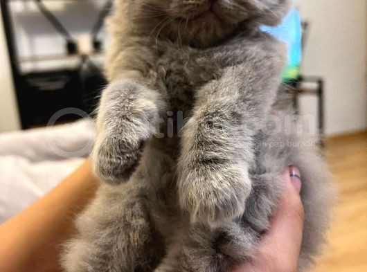 British Shorthair / Longhair Ödüllü Lilac Yavrumuz