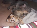 3 Ayliş Oğluş Ai̇le Ariyor scottish fold
