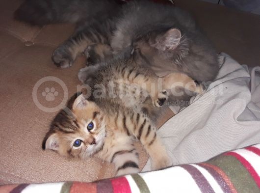 3 Ayliş Oğluş Ai̇le Ariyor Scottish Fold