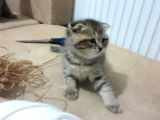 Scottish Fold