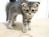 3 Ayliş Oğluş Ai̇le Ariyor Scottish Fold