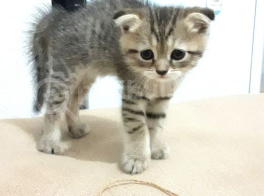 3 Ayliş Oğluş Ai̇le Ariyor Scottish Fold görsel