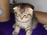 scottish fold