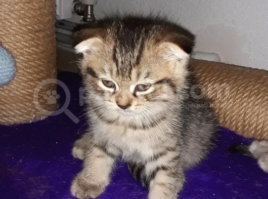 Scottish Fold