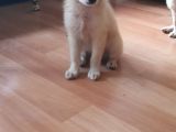 Tatlış Spitz Bebekler