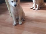 Tatlış Spitz Bebekler
