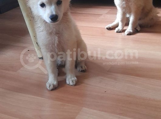 Tatlış Spitz Bebekler