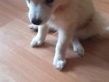 Tatlış Spitz Bebekler