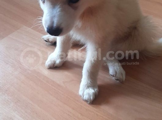 Tatlış Spitz Bebekler görsel