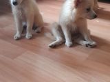 Tatlış Spitz Bebekler