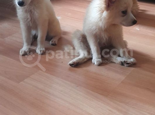 Tatlış Spitz Bebekler görsel