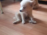 Tatlış Spitz Bebekler