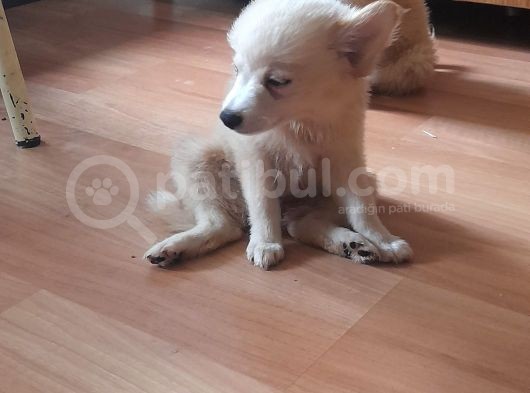 Tatlış Spitz Bebekler görsel