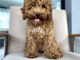 4 Aylik Di̇şi̇ Poodle Yavrumuz