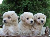 Dizayn Irk Sevimli Maltipoo Yavrular