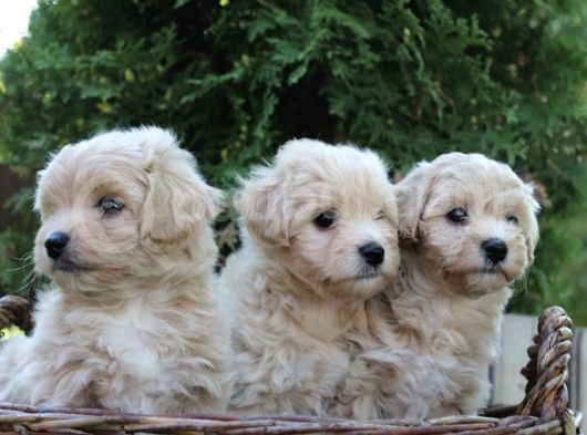 Dizayn Irk Sevimli Maltipoo Yavrular
