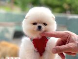 Ayıcık Surat Boo Pomeranian Yavrular