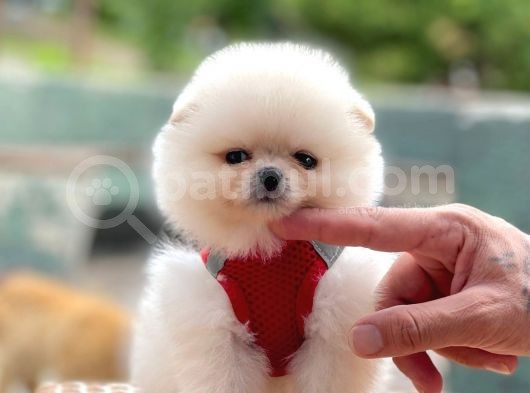 Ayıcık Surat Boo Pomeranian Yavrular görsel