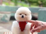 Ayıcık Surat Boo Pomeranian Yavrular