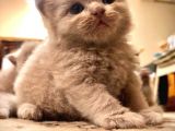 British Shorthair / Longhair Ödüllü Lilac Yavrumuz