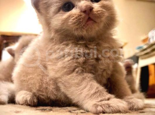 British Shorthair / Longhair Ödüllü Lilac Yavrumuz görsel