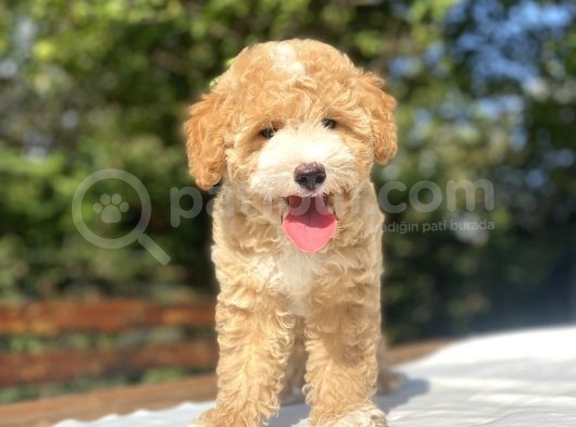 Party Colour Özel Renk Poodle Bebeği̇mi̇z