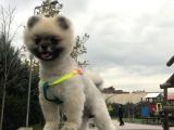 Ayi Surat Pomeri̇an Leo