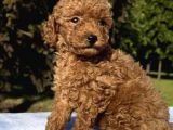 Red Brown Oyuncak Toy Poodle Yavrular