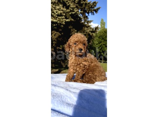 Red Brown Oyuncak Toy Poodle Yavrular görsel