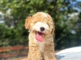 Party Colour Özel Renk Poodle Bebeği̇mi̇z