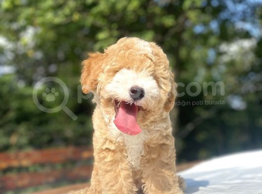 Party Colour Özel Renk Poodle Bebeği̇mi̇z görsel