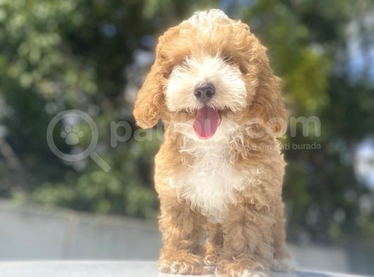 Bi̇r Çok Seçenek İle Malti̇poo Bebekler görsel