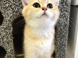 Safkan Ny11 British Shorthair Dişi