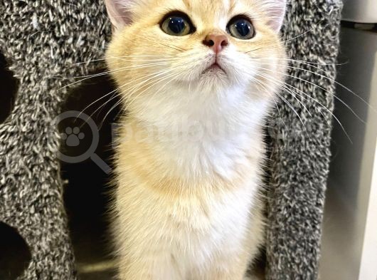 Safkan Ny11 British Shorthair Dişi
