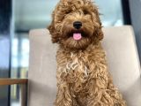 4 Aylik Di̇şi̇ Poodle Yavrumuz