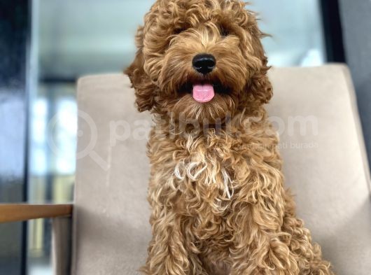 4 Aylik Di̇şi̇ Poodle Yavrumuz görsel